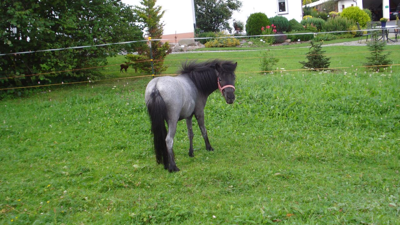 Pony auf der Wiese Pony auf der Wiese